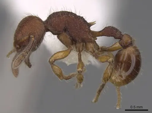 Hylomyrma versuta - CASENT0923015