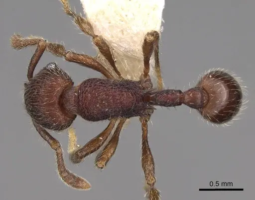 Hylomyrma versuta - CASENT0923022