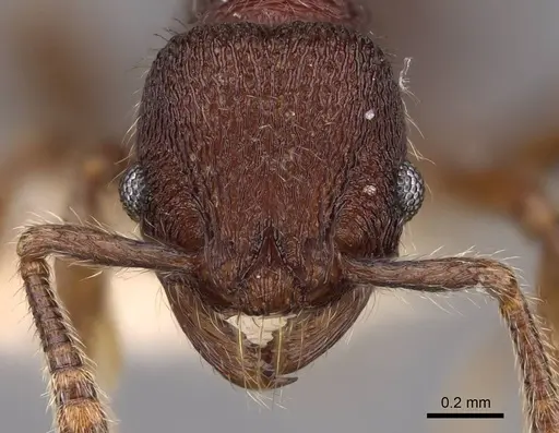 Hylomyrma versuta - CASENT0923022