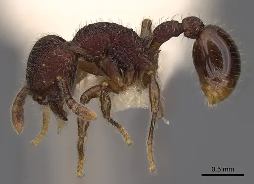 Hylomyrma versuta - CASENT0923022