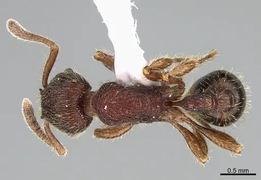 Hylomyrma versuta - CASENT0923633