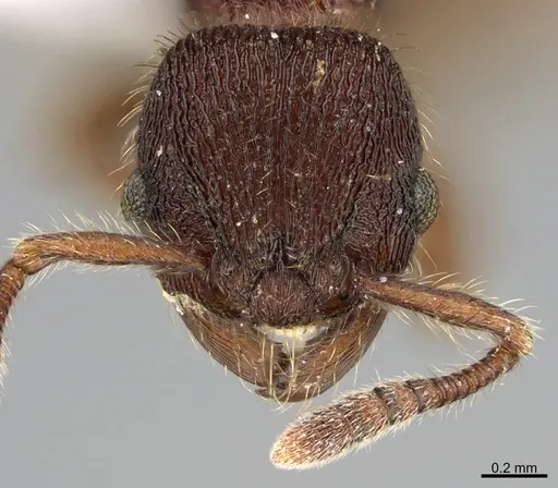 Hylomyrma versuta - CASENT0923633