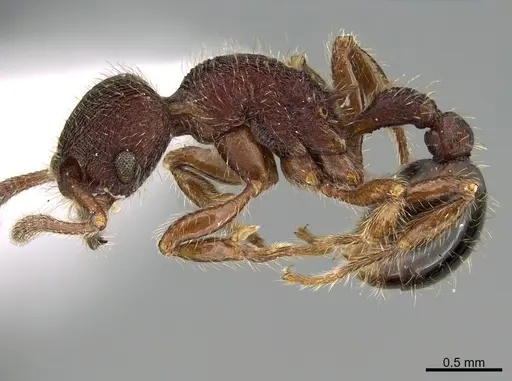 Hylomyrma versuta - CASENT0923633