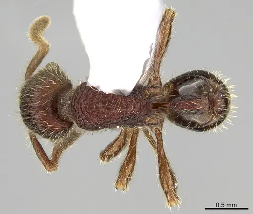 Hylomyrma versuta - CASENT0923635