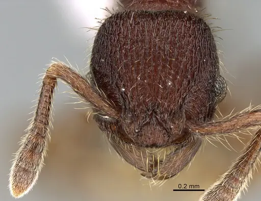 Hylomyrma versuta - CASENT0923635