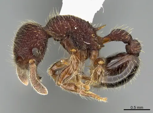 Hylomyrma versuta - CASENT0923635