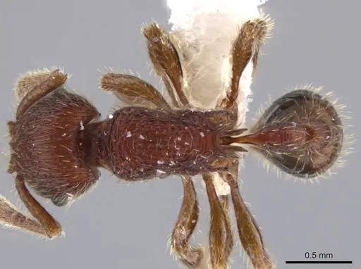 Hylomyrma versuta - JTLC000008112