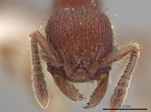 Hylomyrma versuta - JTLC000008112