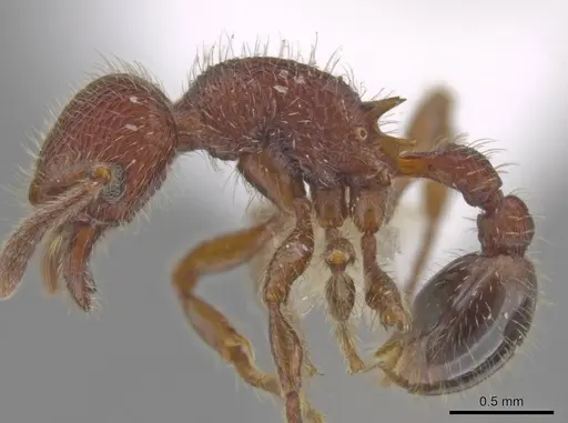 Hylomyrma versuta - JTLC000008112