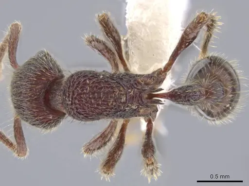 Hylomyrma versuta - JTLC000014425