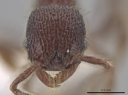 Hylomyrma versuta - JTLC000014425