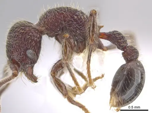 Hylomyrma versuta - JTLC000014425