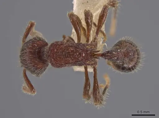 Hylomyrma versuta - MCZ-ENT00035424