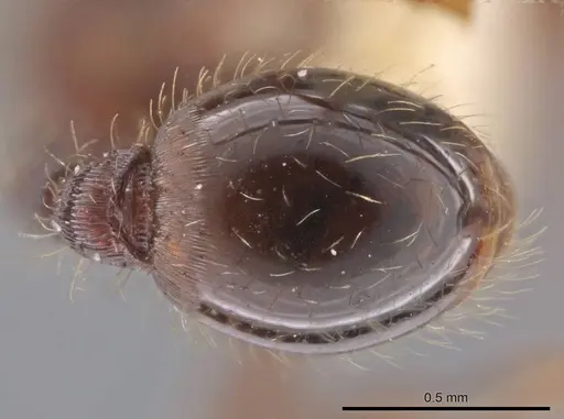 Hylomyrma versuta - MCZ-ENT00035424