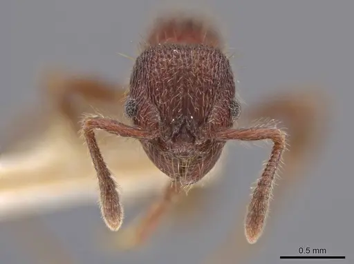 Hylomyrma versuta - MCZ-ENT00035424