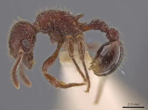 Hylomyrma versuta - MCZ-ENT00035424