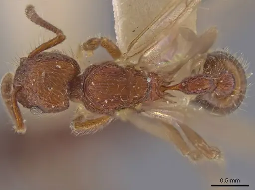 Hylomyrma versuta - MCZ-ENT00594451