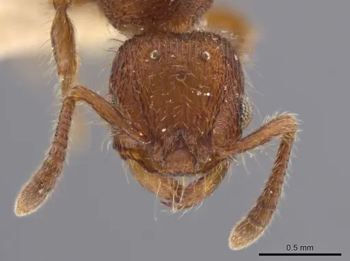 Hylomyrma versuta - MCZ-ENT00594451