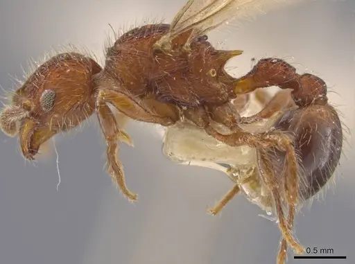 Hylomyrma versuta - MCZ-ENT00594451