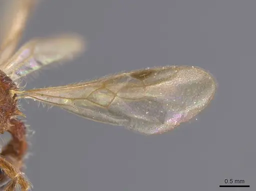 Hylomyrma versuta - MCZ-ENT00594451