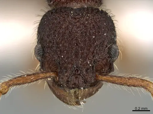 Hylomyrma virginiae specimen