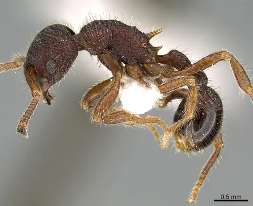 Hylomyrma virginiae specimen