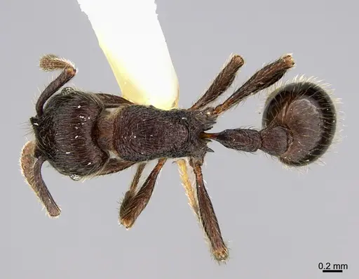 Hylomyrma wachiperi specimen