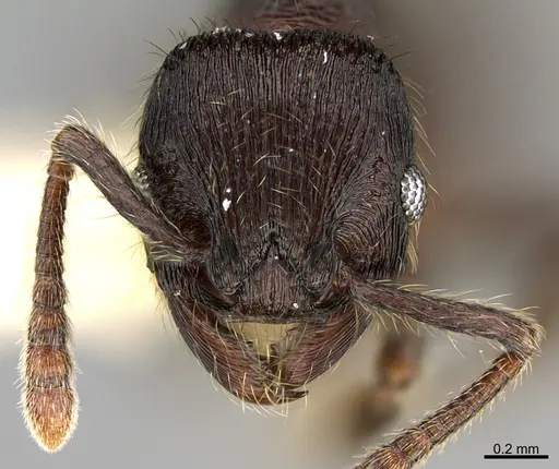 Hylomyrma wachiperi specimen