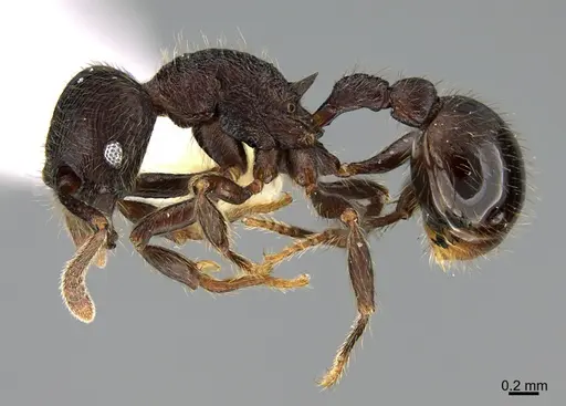 Hylomyrma wachiperi specimen