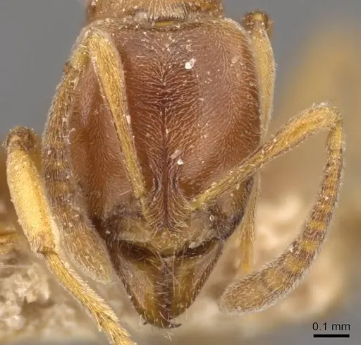 Hypoponera aitkenii specimen