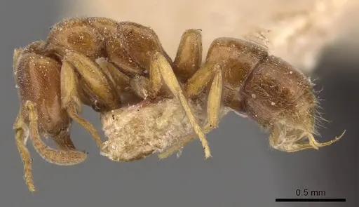 Hypoponera aitkenii specimen