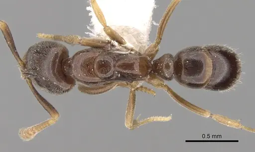Hypoponera aliena specimen