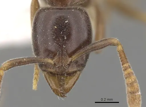 Hypoponera aliena specimen