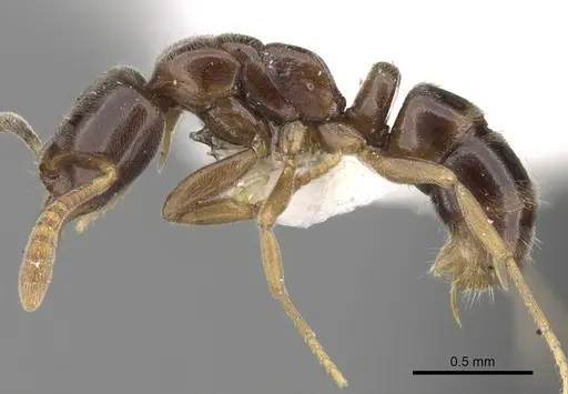 Hypoponera aliena specimen