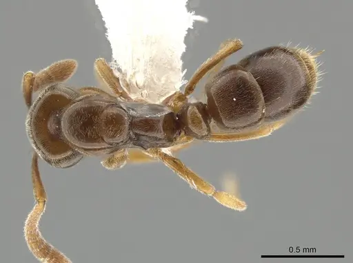 Hypoponera aliena - CASENT0650282