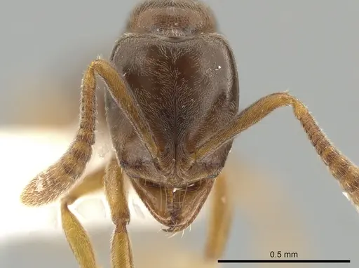 Hypoponera aliena - CASENT0650282