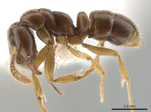 Hypoponera aliena - CASENT0650282