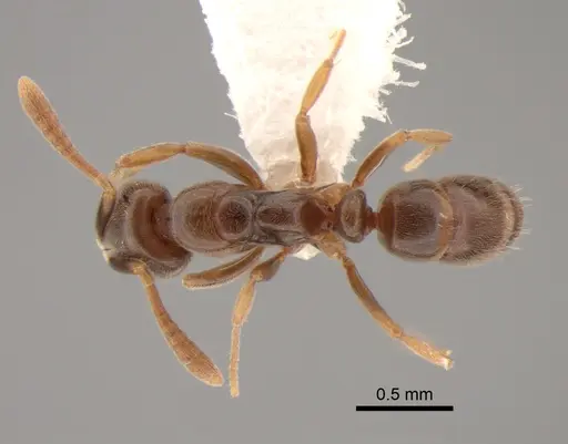 Hypoponera aliena - CASENT0886677