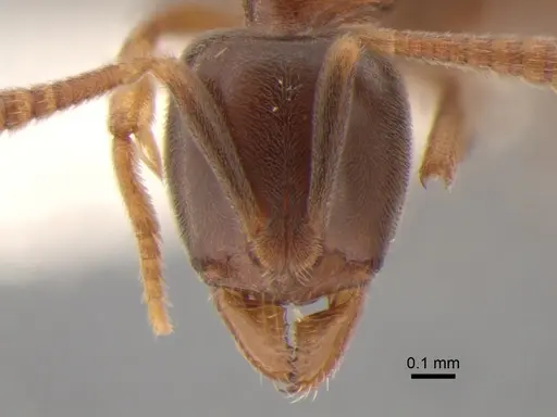 Hypoponera aliena - CASENT0886677