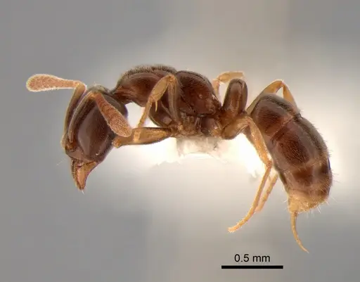 Hypoponera aliena - CASENT0886677