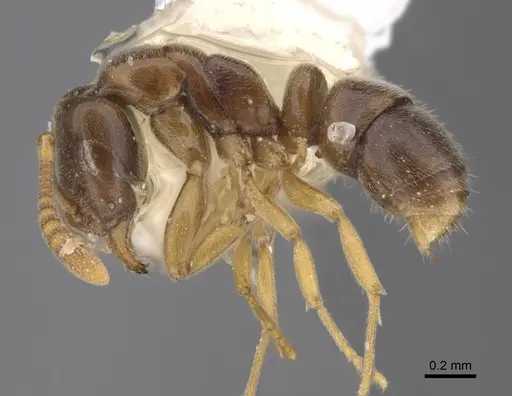 Hypoponera aliena - CASENT0923397