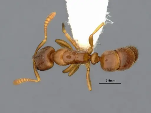 Hypoponera aliena - CASENT4032669