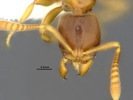 Hypoponera aliena - CASENT4032669