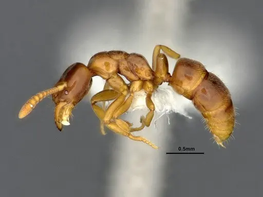 Hypoponera aliena - CASENT4032669