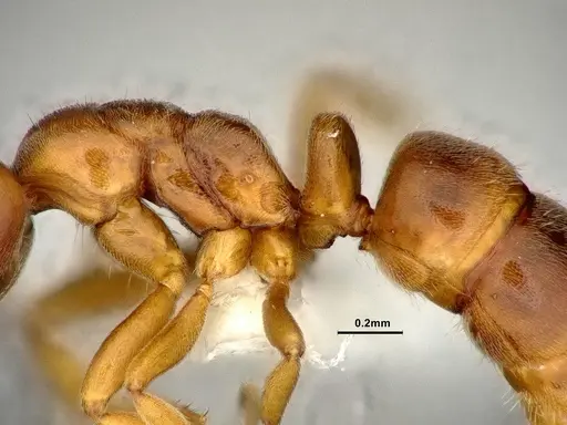 Hypoponera aliena - CASENT4032669