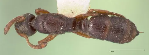 Hypoponera aliena - FOCOL0976