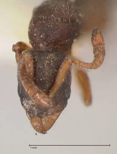 Hypoponera aliena - FOCOL0976