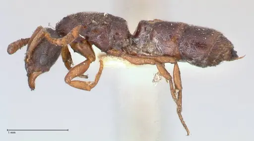 Hypoponera aliena - FOCOL0976