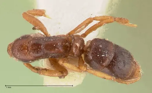 Hypoponera aliena - FOCOL0977