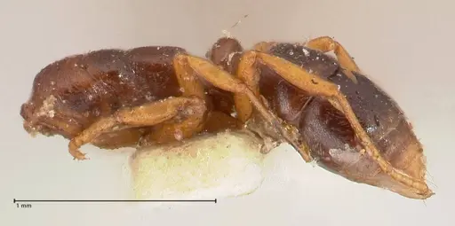 Hypoponera aliena - FOCOL0977